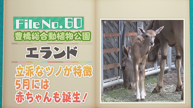 【File No.60】豊橋総合動植物公園＜エランド＞　立派なツノが特徴　5月には赤ちゃんも誕生！