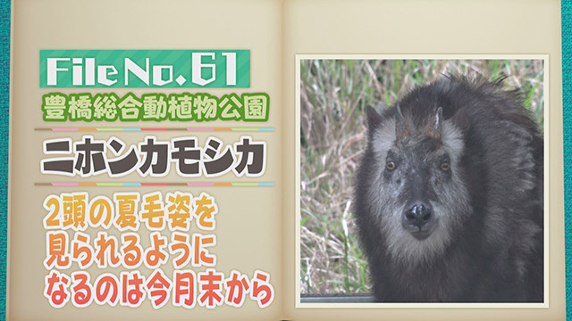 【File No.61】豊橋総合動植物公園＜ニホンカモシカ＞　2頭の夏毛姿を見られるようになるのは今月末から