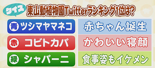 【クイズ】東山動植物園Twitterランキング1位は？　青：ツシマヤマネコ 赤ちゃん誕生　赤：コビトカバ かわいい寝顔　緑：シャバーニ 食事姿もイケメン