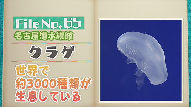 【File No.65】名古屋港水族館＜クラゲ＞　世界で約3000種類が生息している
