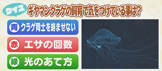 【クイズ】ギヤマンクラゲの飼育で気をつけている事は？　青：クラゲ同士を絡ませない　赤：エサの回数　緑：光のあて方