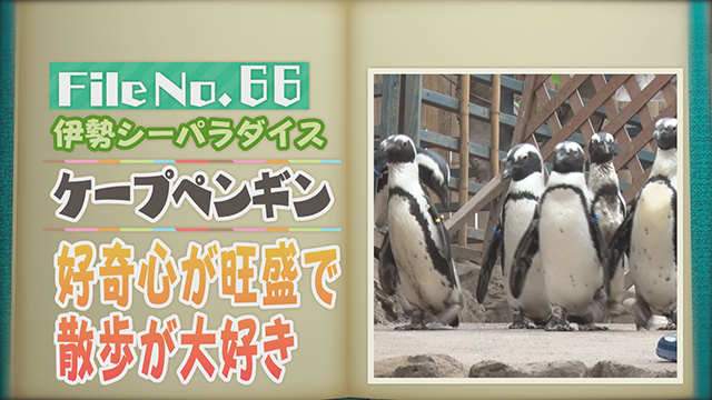 【File No.66】伊勢シーパラダイス＜ケープペンギン＞　好奇心が旺盛で散歩が大好き