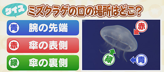【クイズ】ミズクラゲの口の場所はどこ？　青：腕の先端　赤：傘の表側　緑：傘の裏側