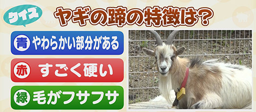 【クイズ】ヤギの蹄の特徴は？　青：やわらかい部分がある　赤：すごく硬い　緑：毛がフサフサ