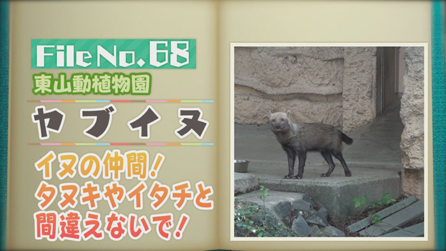 【File No.68】東山動植物園＜ヤブイヌ＞　イヌの仲間！タヌキやイタチと間違えないで！