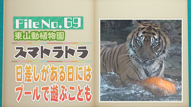 【File No.69】東山動植物園＜スマトラトラ＞　日差しがある日にはプールで遊ぶことも