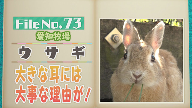 【File No.73】愛知牧場＜ウサギ＞　大きな耳には大事な理由が！