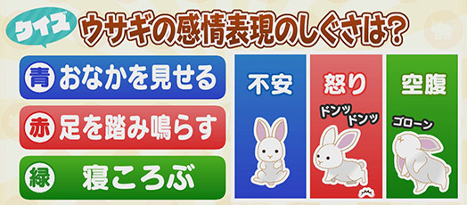 【クイズ】ウサギの感情表現のしぐさは？　青：おなかを見せる　赤：足を踏み鳴らす　緑：寝ころぶ