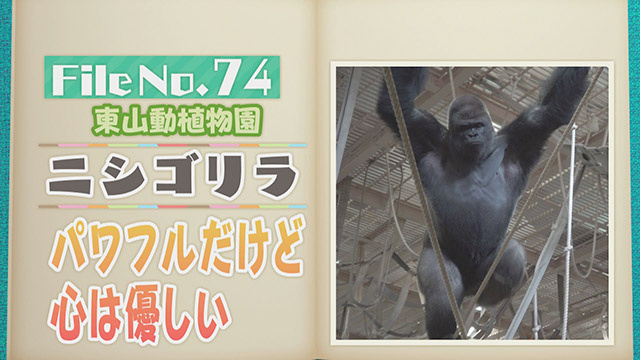 【File No.74】東山動植物園＜ニシゴリラ＞　パワフルだけど心は優しい