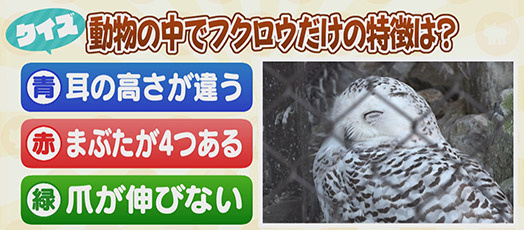 【クイズ】動物の中でフクロウだけの特徴は？　青：耳の高さが違う　赤：まぶたが4つある　緑：爪が伸びない