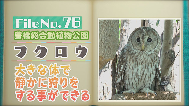 【File No.76】豊橋総合動植物公園＜フクロウ＞　大きな体で静かに狩りをする事ができる
