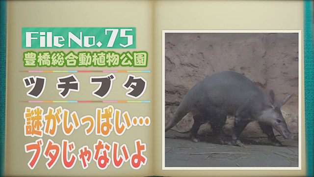 【File No.75】豊橋総合動植物公園＜ツチブタ＞　謎がいっぱい…ブタじゃないよ