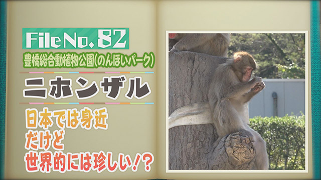 【File No.82】豊橋総合動植物公園（のんほいパーク）＜ニホンザル＞　日本では身近だけど世界的には珍しい！？