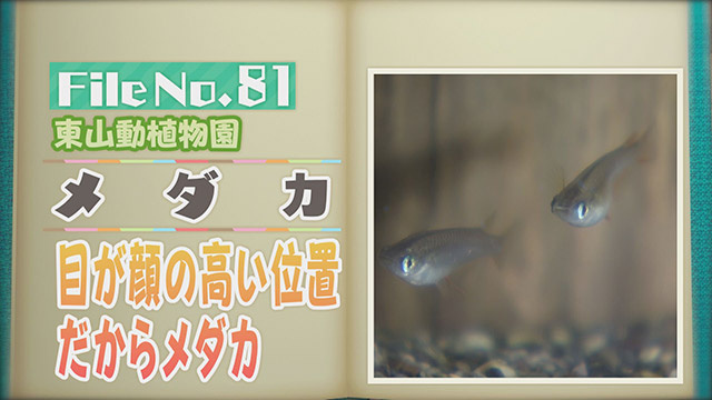 【File No.81】東山動植物園＜メダカ＞　目が顔の高い位置だからメダカ