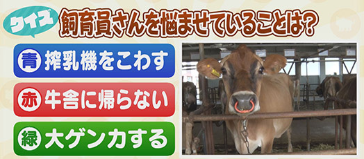 【クイズ】飼育員さんを悩ませていることは？　青：授乳機をこわす　赤：牛舎に帰らない　緑：大ゲンカする