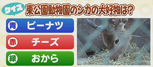 【クイズ】東公園動物園のシカの大好物は？　青：ピーナツ　赤：チーズ　緑：おから