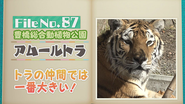 【File No.87】豊橋総合動植物公園＜アムールトラ＞　トラの仲間では一番大きい！