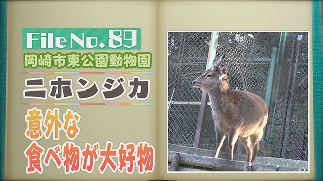 【File No.89】岡崎市東公園動物園＜ニホンジカ＞　意外な食べ物が大好物