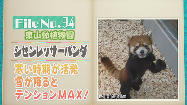 【File No.94】東山動植物園＜シセンレッサーパンダ＞　寒い時期が活発　雪が降るとテンションMAX！