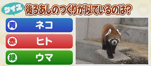 【クイズ】後ろあしのつくりが似ているのは？　青：ネコ　赤：ヒト　緑：ウマ