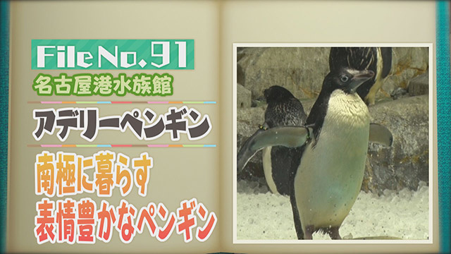 【File No.91】名古屋港水族館＜アデリーペンギン＞　南極に暮らす表情豊かなペンギン