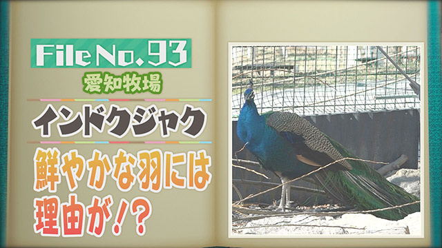 【File No.93】愛知牧場＜インドクジャク＞　鮮やかな羽には理由が！？