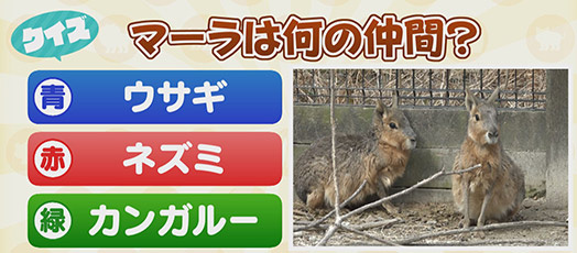 【クイズ】マーラは何の仲間？　青：ウサギ　赤：ネズミ　緑：カンガルー