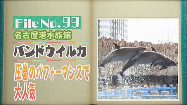 【File No.99】名古屋港水族館＜バンドウイルカ＞　圧巻のパフォーマンスで大人気
