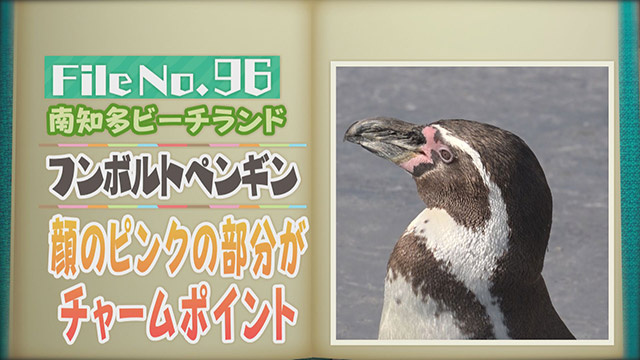 【File No.96】南知多ビーチランド＜フンボルトペンギン＞　顔のピンクの部分がチャームポイント