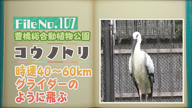 【File No.107】豊橋総合動植物公園＜コウノトリ＞　時速40～60km　グライダーのように飛ぶ