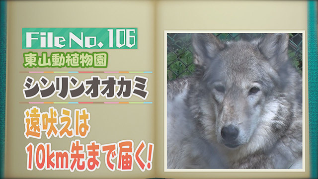 【File No.106】東山動植物園＜シンリンオオカミ＞　遠吠えは10km先まで届く！