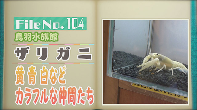【File No.104】鳥羽水族館＜ザリガニ＞　黄　青　白など　カラフルな仲間たち