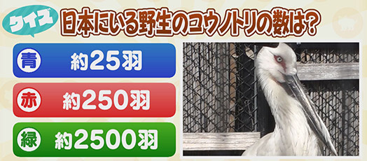 【クイズ】日本にいる野生のコウノトリの数は？　青：約25羽　赤：約250羽　緑：約2500羽