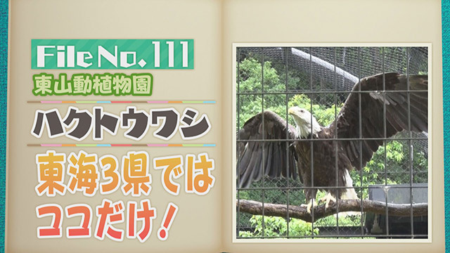 【File No.111】東山動植物園＜ハクトウワシ＞　東海3県ではココだけ！