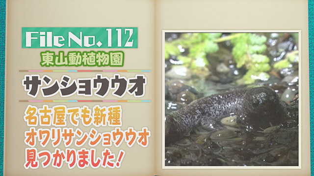 【File No.112】東山動植物園＜サンショウウオ＞　名古屋でも新種オワリサンショウウオ見つかりました！