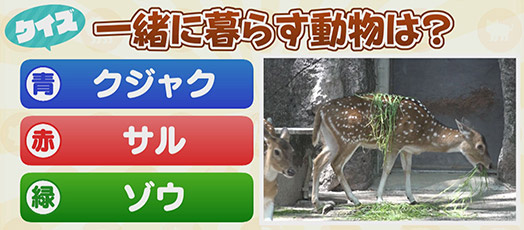 【クイズ】一緒に暮らす動物は？　青：クジャク　赤：サル　緑：ゾウ