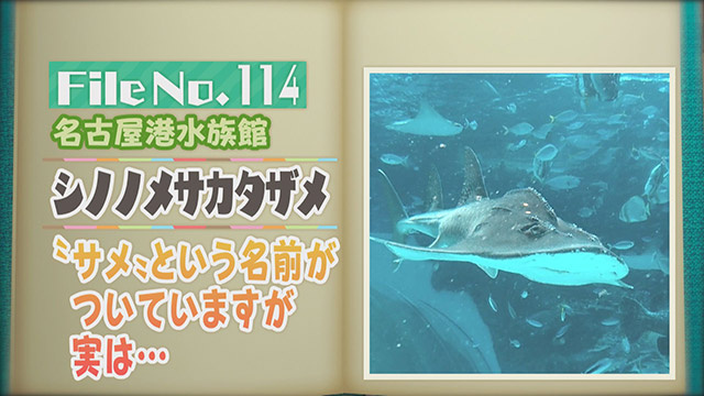【File No.114】名古屋港水族館＜シノノメサカタザメ＞　“サメ”という名前がついていますが実は…