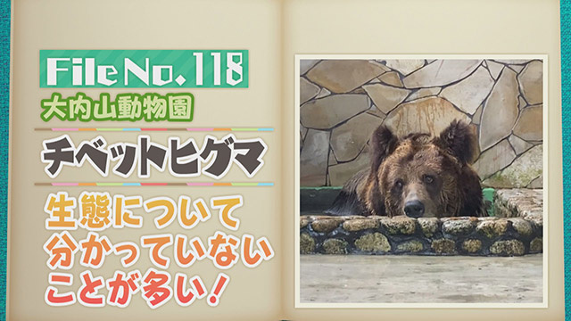 【File No.118】大内山動物園＜チベットヒグマ＞　生態について分かっていないことが多い！