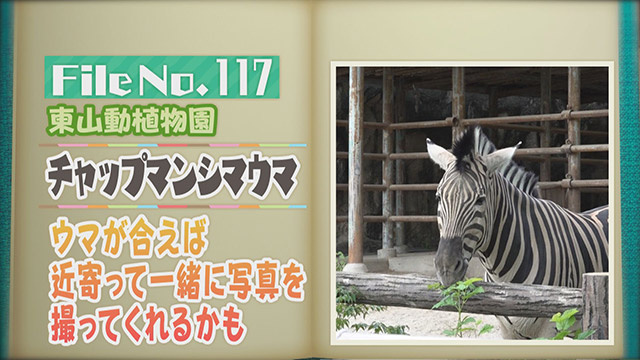 【File No.117】東山動植物園＜チャップマンシマウマ＞　ウマが合えば近寄って一緒に写真を撮ってくれるかも