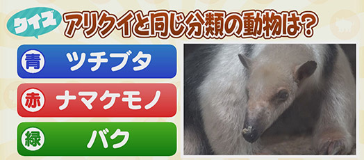 【クイズ】アリクイと同じ分類の動物は？　青：ツチブタ　赤：ナマケモノ　緑：バク