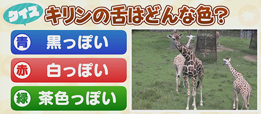【クイズ】キリンの舌はどんな色？　青：黒っぽい　赤：白っぽい　緑：茶色っぽい