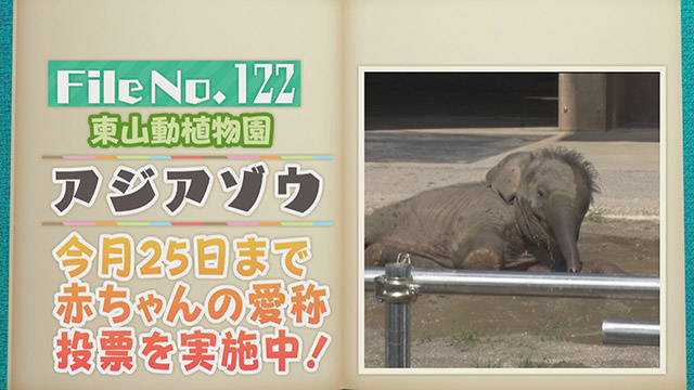 【File No.122】東山動植物園＜アジアゾウ＞　今月25日まで赤ちゃんの愛称投票を実施中！