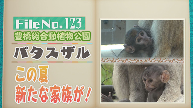 【File No.123】豊橋総合動植物公園＜パタスザル＞　この夏新たな家族が！