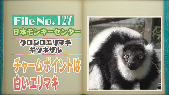 【File No.127】日本モンキーセンター＜クロシロエリマキキツネザル＞　チャームポイントは白いエリマキ
