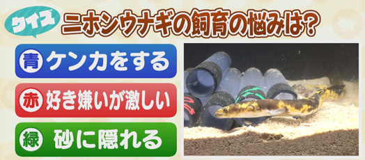 【クイズ】ニホンウナギの飼育の悩みは？　青：ケンカをする　赤：好き嫌いが激しい　緑：砂に隠れる