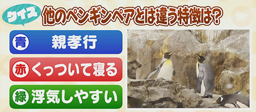 【クイズ】他のペンギンペアとは違う特徴は？　青：親孝行　赤：くっついて寝る　緑：浮気しやすい