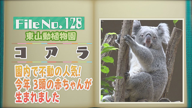 【File No.128】東山動植物園＜コアラ＞　園内で不動の人気！今年3頭の赤ちゃんが生まれました