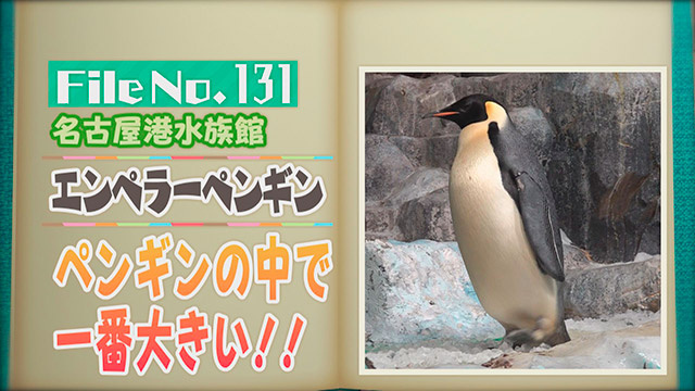 【File No.131】名古屋港水族館＜エンペラーペンギン＞　ペンギンの中で一番大きい！！