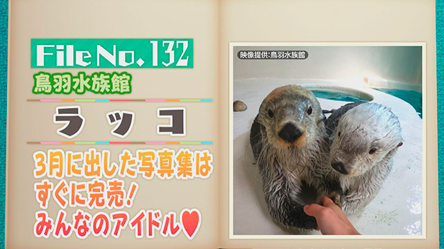 【File No.132】鳥羽水族館＜ラッコ＞　3月に出した写真集はすぐに完売！みんなのアイドル♥