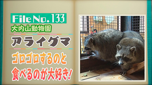 【File No.133】大内山動物園＜アライグマ＞　ゴロゴロするのと食べるのが大好き！